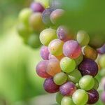 Protecting the Grapevine