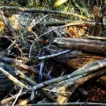 Twig Girdlers and Pruners