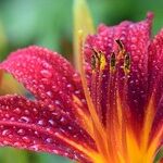 Dividing Daylilies