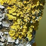 Tree Lichens