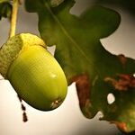 Growth Regulators