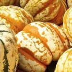 Growing Pumpkins