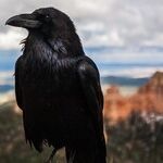 Crows