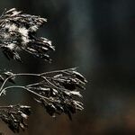 Cold Weather