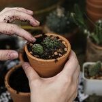 Gifts for Gardeners