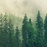 Evergreens
