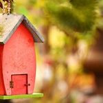 Backyard Bird Count