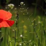 Gardening Catalogs