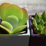Plant Lighting