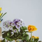 Indoor Plants
