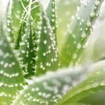 Transplanting