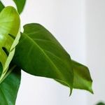 Plant Survival