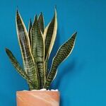 Plant Selection