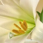 Easter Lilies