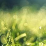 Lawn Aeration