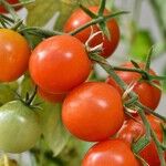 Potted Vegetables