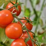 Tomato Seedlings