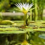 Duckweed