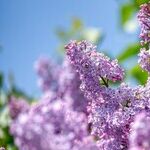 Dwarf Korean Lilac