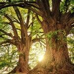 Shade Tree