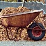 Tree Mulch