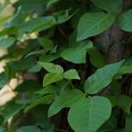 Poison Plants
