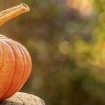 Growing Pumpkins