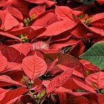 Poinsettia Rebloom