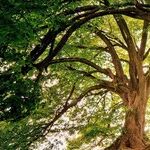 Tree Drought