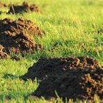 Moles