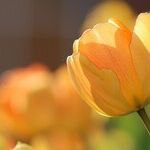 Bulbs