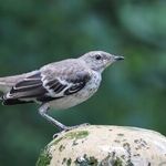 Birdbaths