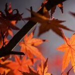 Leaf Blowers