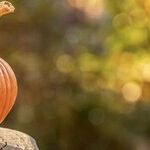 Pumpkins