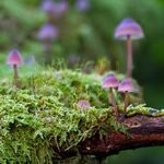 Gift Ideas for Gardeners