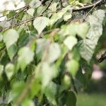 Gift Ideas for Gardeners