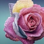 American Garden Rose Selection 2021 Winners