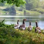 Goose Population Can Be Controlled