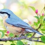 February Is for the Birds