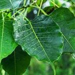 Fiddle Leaf Fig