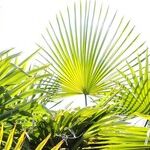 Lighting for Houseplants