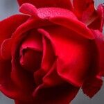 Rose Care and Privacy Plants