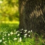 Do Trees Need to be Painted?