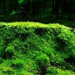Kokedama Moss Balls