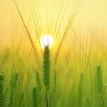 GMO Plants Are Good