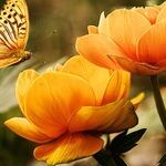 Annual, Biennial or Perennial?