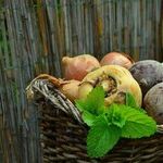 Vegetable Garden Questions