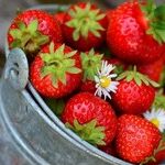 Strawberry Harvesting