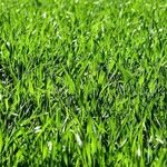 Lawn Grubs