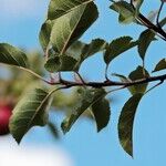 Alternate-Bearing Apple Tree